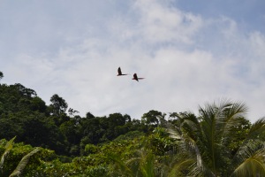 Una pareja de Guacamayas sobrevolando Corcovado